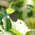 LYCAENIDAE, (Hairstreak)